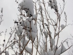 Nieve sobre las ramas de un árbol