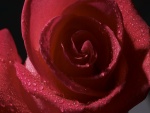 Una bella rosa con gotas de agua