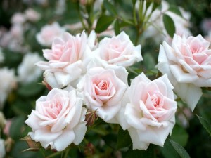 Postal: Bello conjunto de rosas en la planta