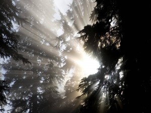 Postal: Sol brillando a través de los árboles