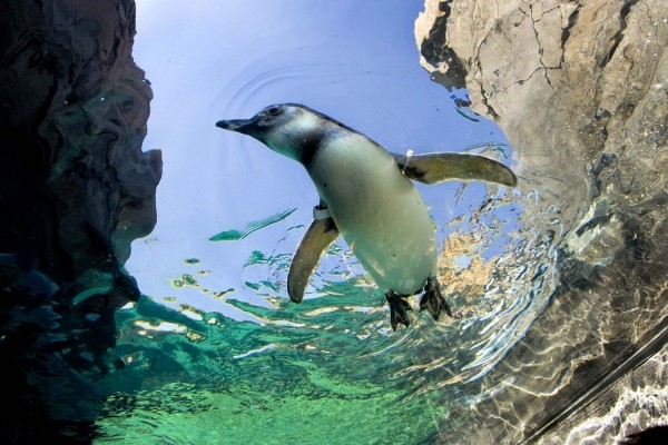 Pingüino nadando