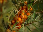 Mandarinas creciendo en el árbol