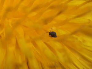 Un pequeño insecto entre los pétalos amarillos de una flor