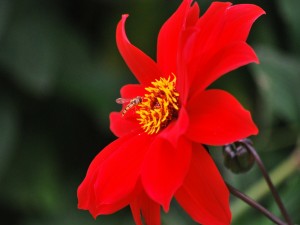Abeja junto a una gran flor roja