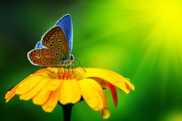 Mariposa azulada sobre una flor amarilla