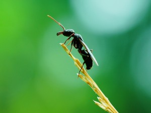 Hormiga con alas sobre una espiga
