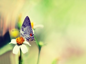 Mariposa sobre una flor con pétalos blancos