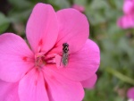 Insecto alado sobre una flor rosa