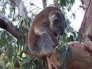 Koala dormido sobre una fina rama de un eucalipto