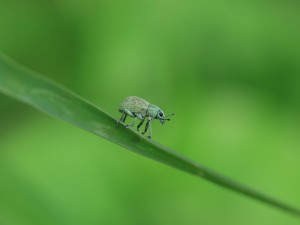 Un peculiar insecto caminando sobre una hoja