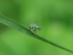 Un peculiar insecto caminando sobre una hoja