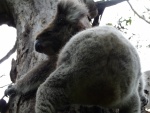 Koala en el tronco de un árbol