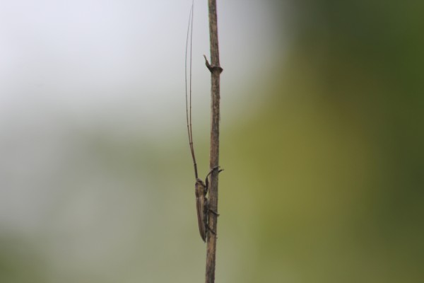 Insecto con unas largas antenas