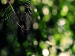 Una gran tela de araña