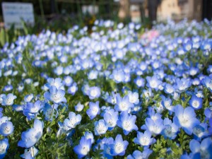 Florecillas azuladas en un jardín
