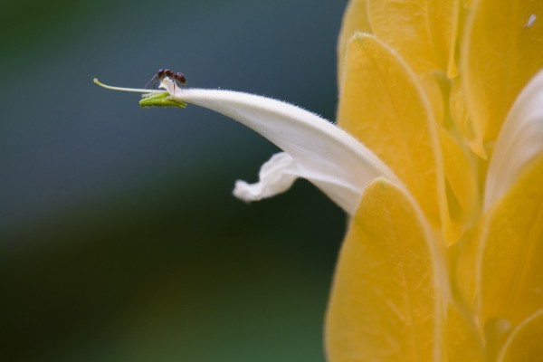 Hormiga sobre el pétalo de una flor