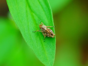 Postal: Un insecto sobre una hoja verde