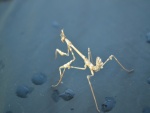 Mantis caminando en una superficie húmeda