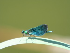 Bella libélula