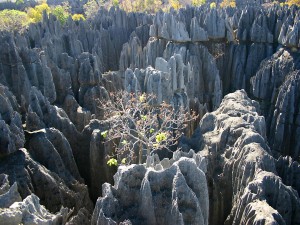 Árboles sobre formaciones rocosas