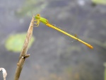 Una libélula agarrada a un tallo