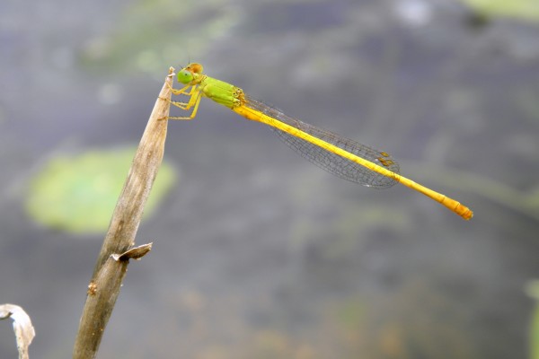 Una libélula agarrada a un tallo
