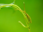 Insecto verde caminando entre dos tallos