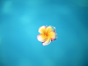 Postal: Delicada flor en el agua azul