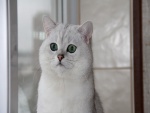Un lindo gato blanco
