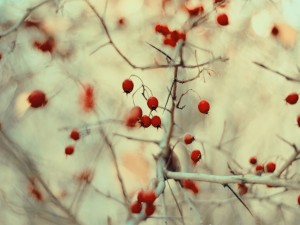 Bayas rojas en un arbusto con espinas