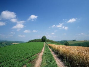 Camino entre campos de cultivo
