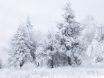 Bellos árboles cubiertos de nieve
