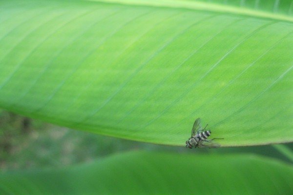 Insecto volador sobre una hoja