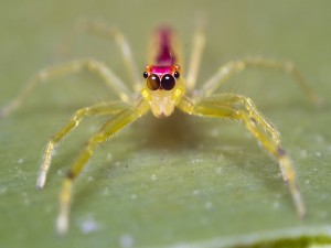La cara y patas de una araña