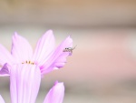 Un bonito insecto sobre una flor lila