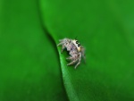 Araña sobre una hoja verde