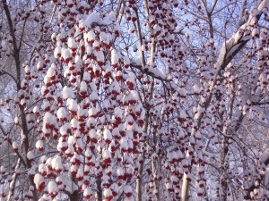 Postal: Árboles cubiertos de nieve y bayas rojas