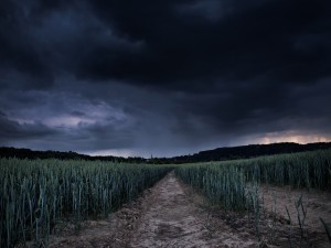 Postal: Campo con trigo verde