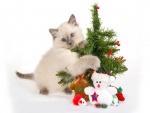 Gato abrazando un árbol de Navidad