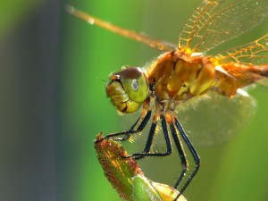 Una libélula vista de cerca