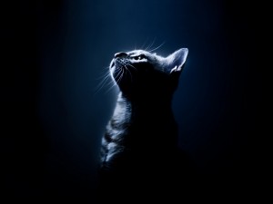 Postal: Gato en la oscuridad