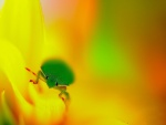 Un insecto verde sobre una flor amarilla