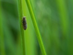 Insecto caminando por una hoja