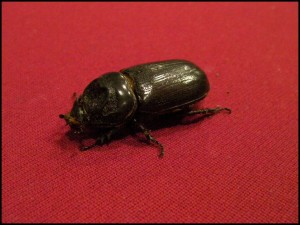 Escarabajo en una superficie roja
