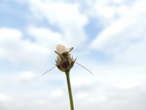 Postal: Insecto en lo alto de un pimpollo
