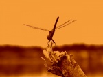 Imagen en color sepia de una libélula