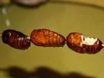 Crisálidas de gusanos de seda listas para comer