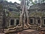 Árbol creciendo en el templo de Ta Prohm (Ankor Wat)