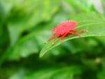 Insecto rosa sobre una hoja