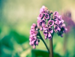 Conjunto de pequeñas flores color lila